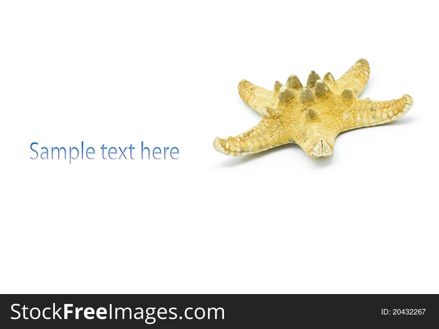 White background and a starfish. White background and a starfish