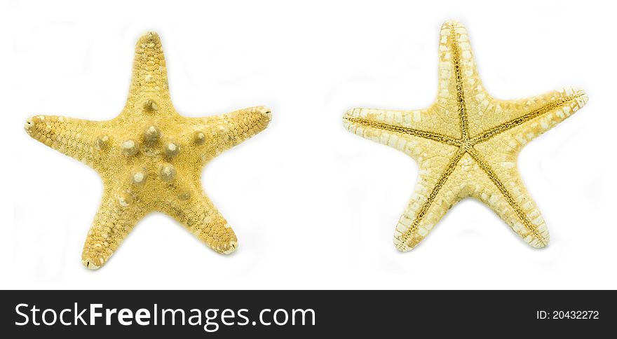 Two sides of one starfish. Two sides of one starfish
