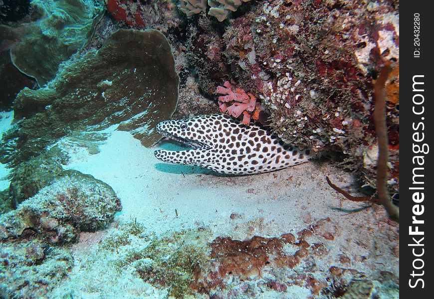 Honeycomb moray taken while in diving in Maldives.