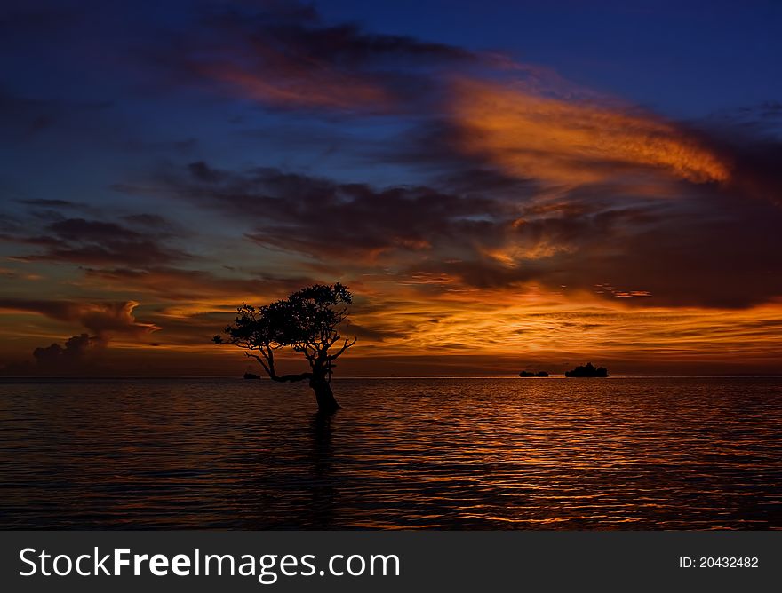 A soulful sunset on a lone mangroove tree