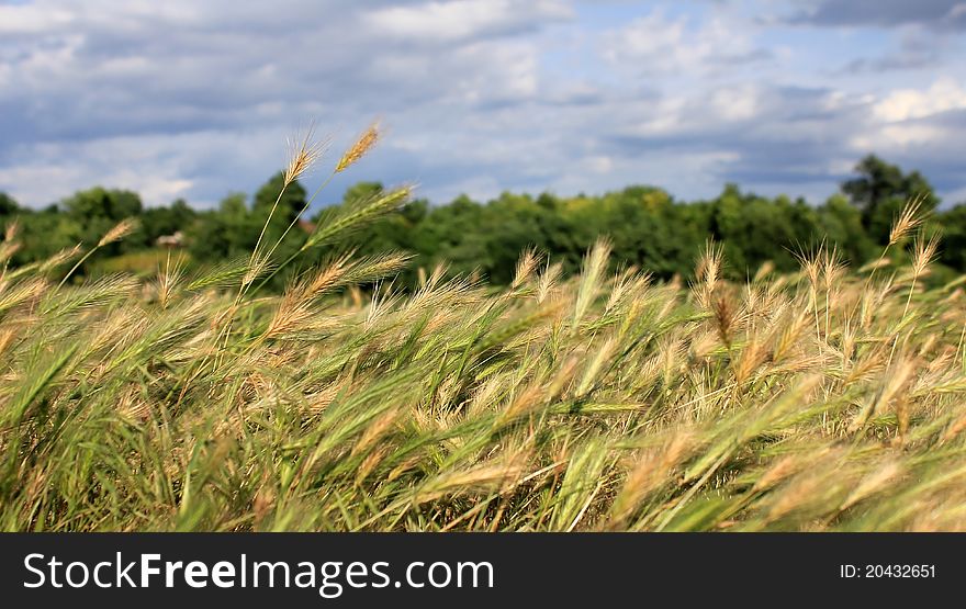 Summer landscape with grains and blue sky in the background