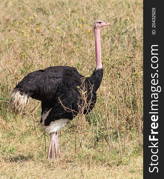 Ostrich standing in Ngoro-Ngoro