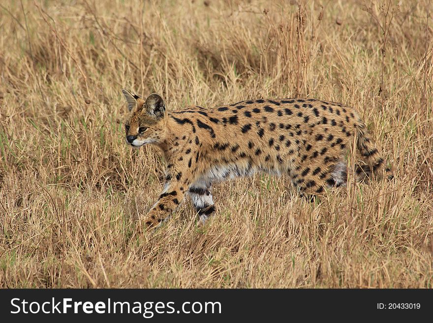 Hanting serval in Ngoro-Ngoro. Hanting serval in Ngoro-Ngoro