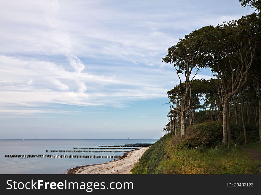 Coastal forest on the Baltic Sea coast.