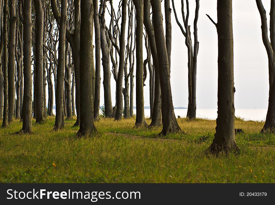 Coastal Forest on shore of the Baltic Sea in Germany. Coastal Forest on shore of the Baltic Sea in Germany.