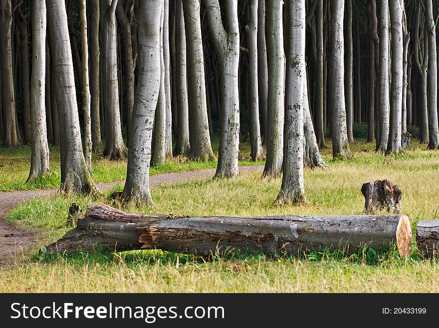 Coastal forest on shore of the Baltic Sea in Germany.