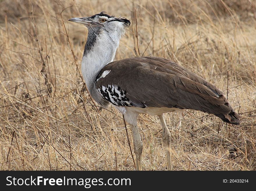 Bustard bird walking in Serengeti