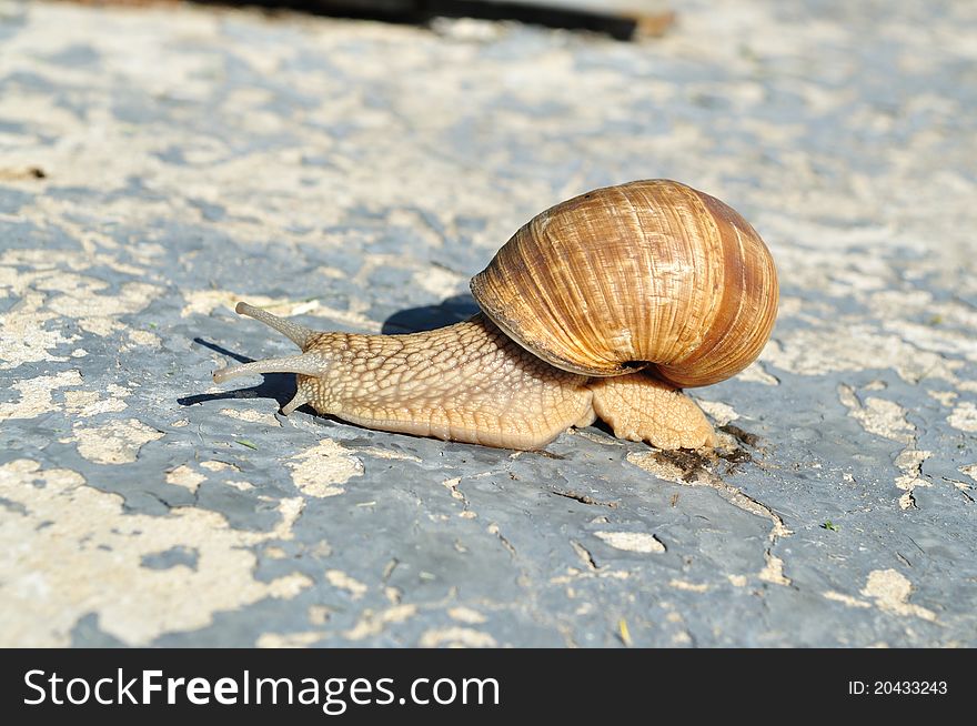On a concrete slab large snail crawling, side view. On a concrete slab large snail crawling, side view