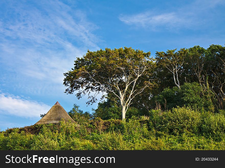 Coastal forest on shore of the Baltic Sea in Germany.