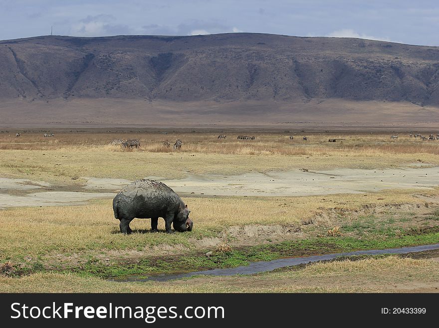 Hippopotamus with mountains in Ngoro-Ngoro crater