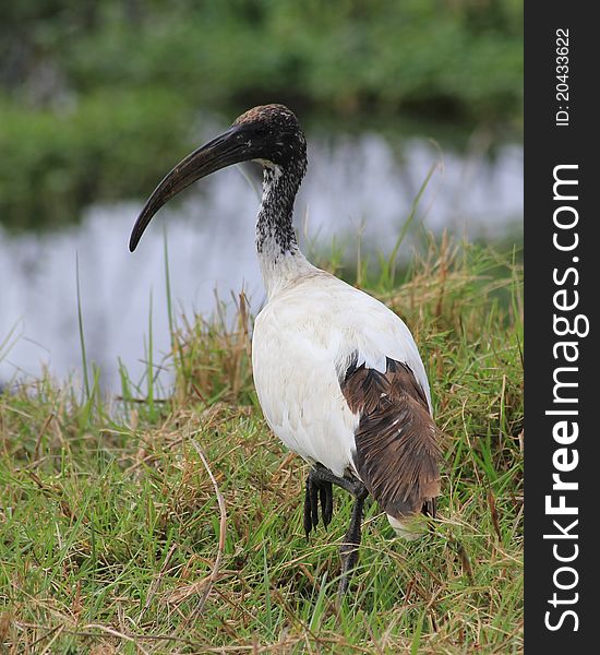 Ibis in grass in Ngoro-Ngoro