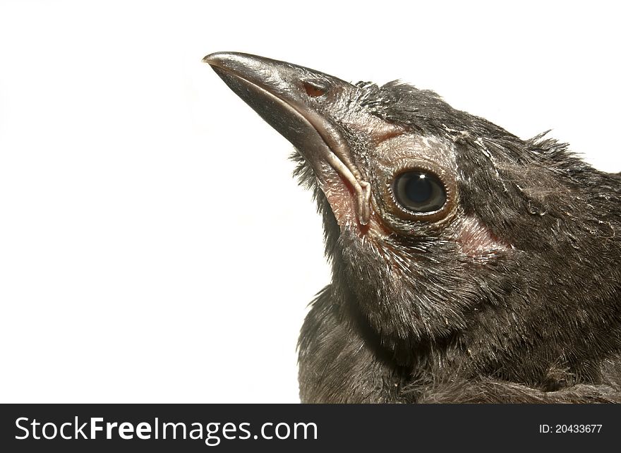 Fledgling common grackle with white background. Fledgling common grackle with white background