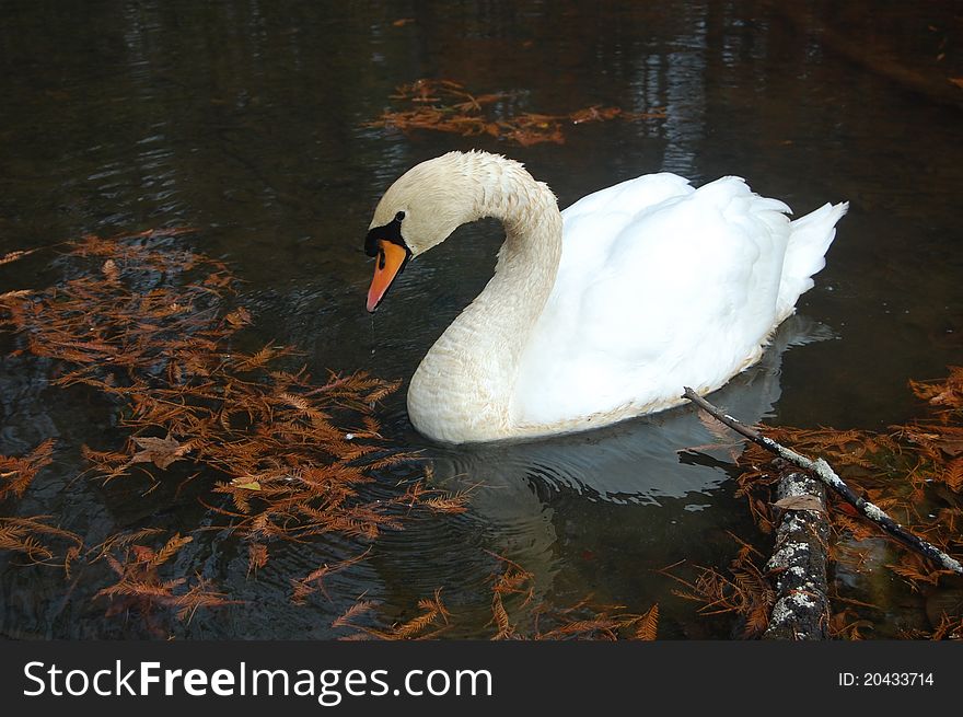 Swan feeding on a pond in late autumn. Swan feeding on a pond in late autumn