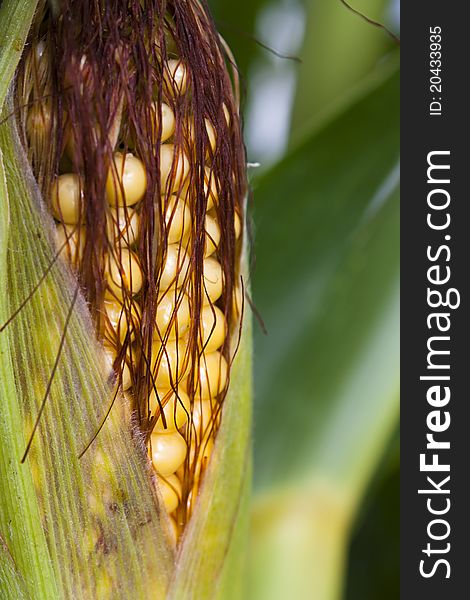 Sweetcorn or maize in close up rimpening on the plant. Sweetcorn or maize in close up rimpening on the plant