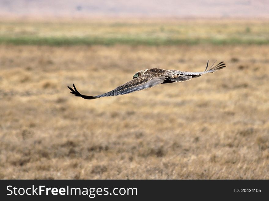 Flying WahlbergÂ´s Eagle in Ngoro-Ngoro