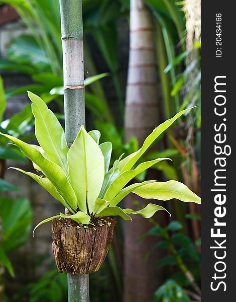 Bird's nest fern in tropical rain forests. Bird's nest fern in tropical rain forests.