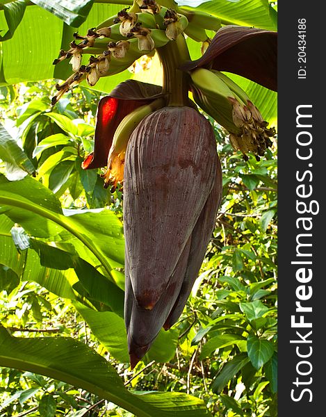 A big banana flower in the wild. A big banana flower in the wild.