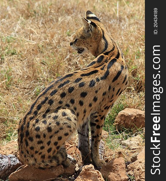 Hanting serval in Ngoro-Ngoro