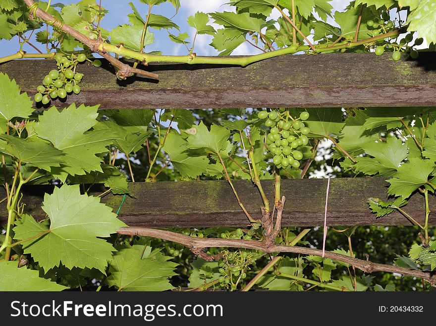 Fresh green grapes growing in the garden