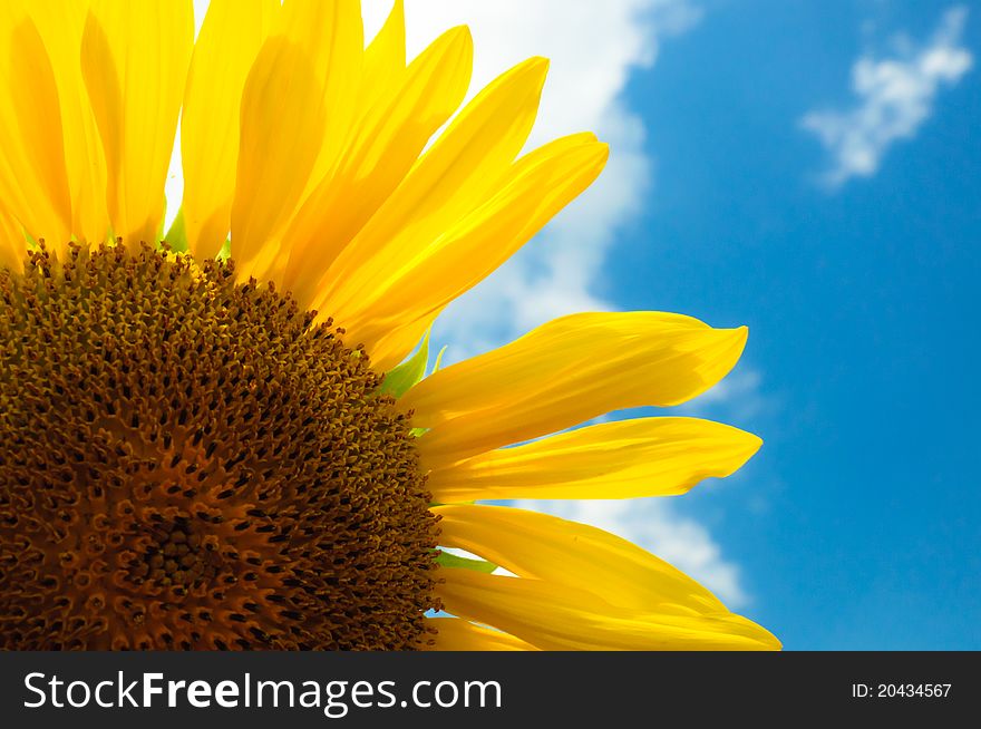 Sunflower on blue sky with some white clouds. Sunflower on blue sky with some white clouds