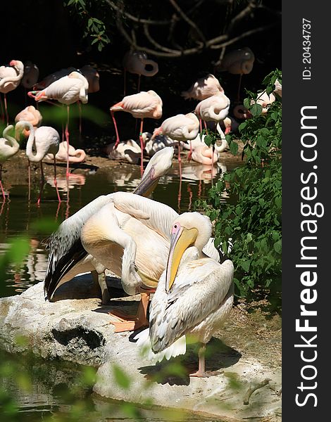 Pelicans and flamingos