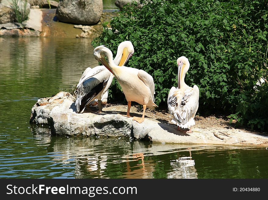 Three pelicans doing their toilet