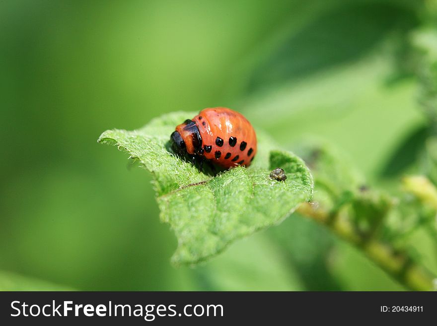 Larva of colorado beetle feeding on a potato plant leaf