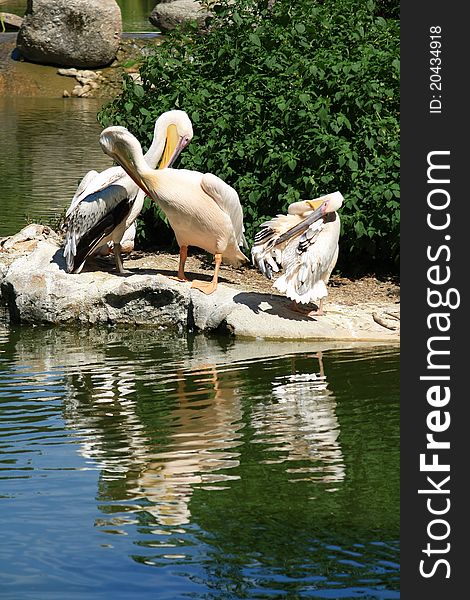 Three pelicans doing their toilet