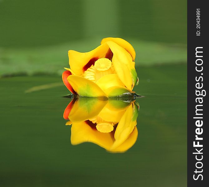 Bullhead Lily And Reflection