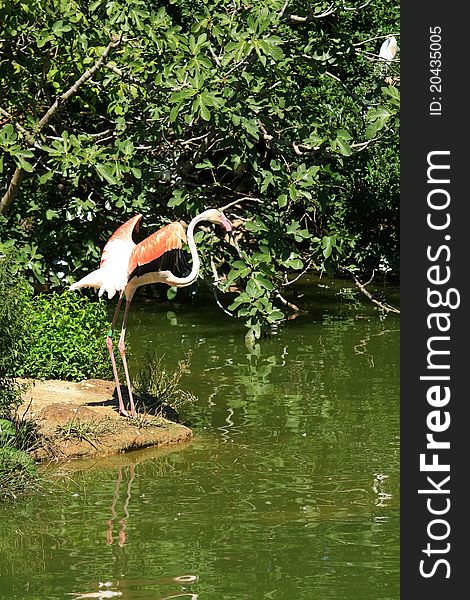 Male pink flamingo flapping am river