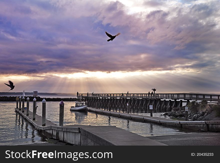 Birds flying in the sunset skies at Puget Sound