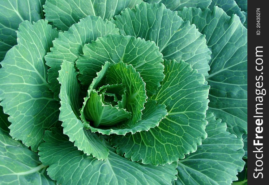 Ornamental cabbage growing on the bed