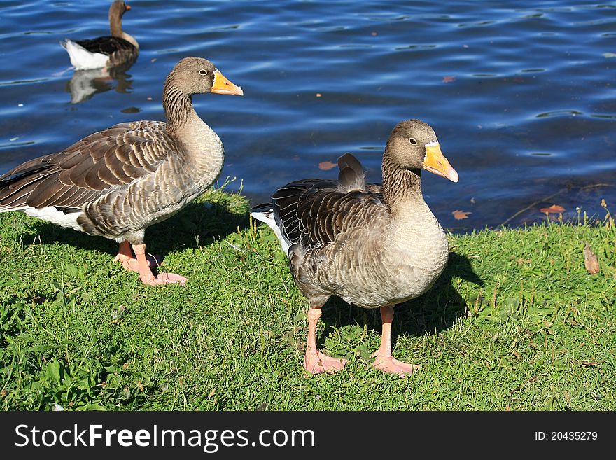 Wildlife: geese at the waterfront
