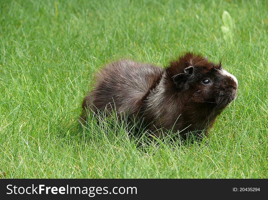 Guinea pig in the grass.