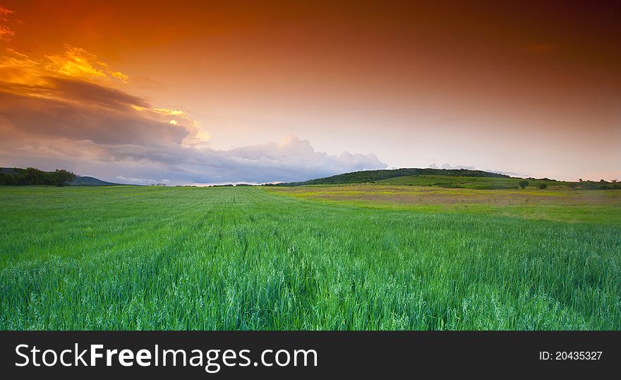 Green wheatfield at sunset time