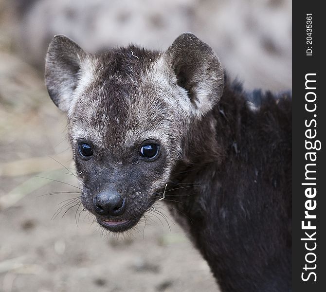 Spotted Hyena cub in Kruger National Park, South Africa