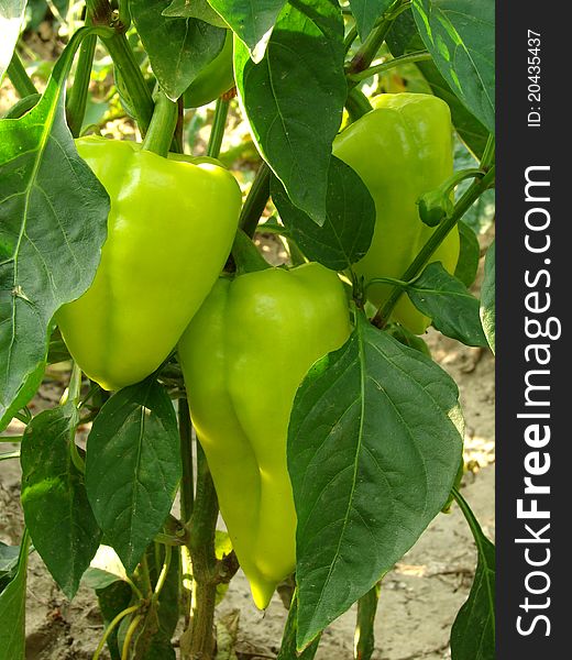 Green peppers growing in the garden. Green peppers growing in the garden