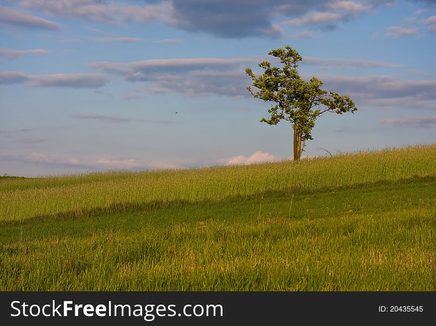 Tree on a spring field