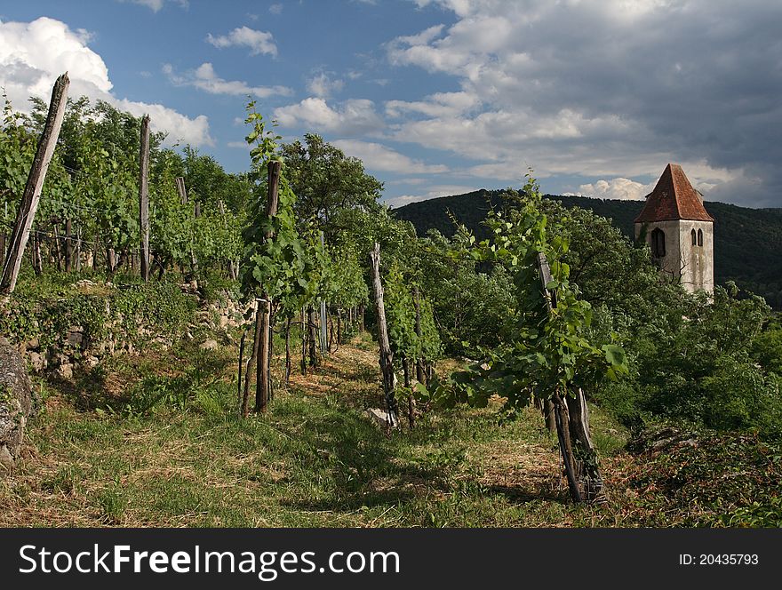 Vineyard in famous Wachau valley (Durnstein, Austria) listed in UNESCO World heritage sites.