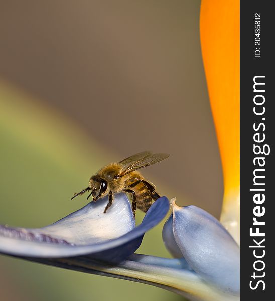 Bee feeding on a bird of paradise flower