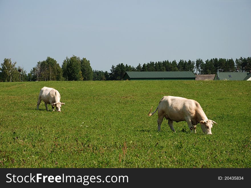 White cows grazing in green meadow against blue sky. White cows grazing in green meadow against blue sky