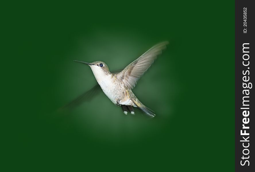 Female hummingbird in flight with wings spread against a green background. Female hummingbird in flight with wings spread against a green background