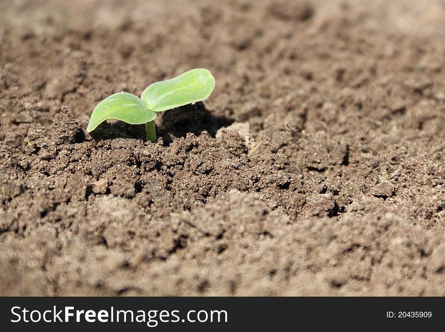 A cucumber seedling in the ground, closeup. A cucumber seedling in the ground, closeup