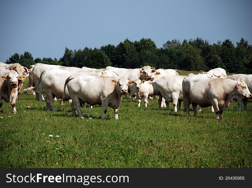 White Cows On The Field