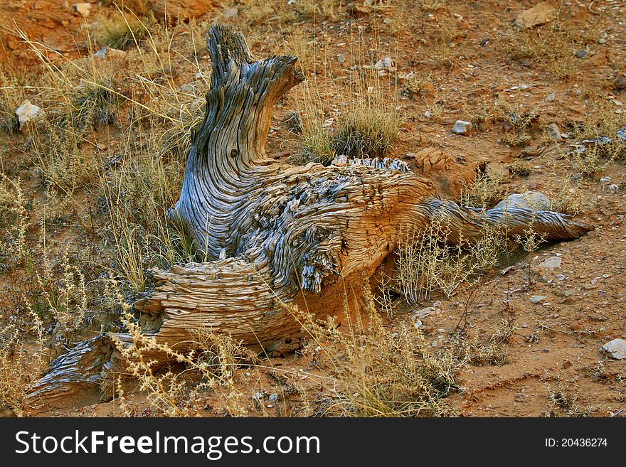 Kodachrome Basin State Park Utah Autumn Piece of Wood. Kodachrome Basin State Park Utah Autumn Piece of Wood