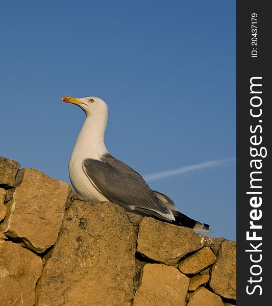 Close up photo of proud big seagull bird sitting on stone wall