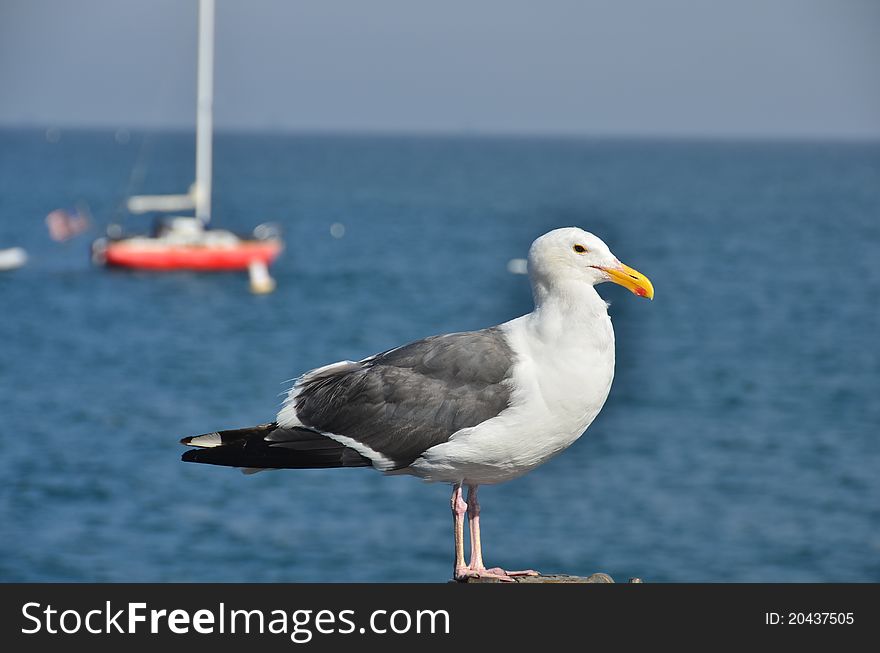 A seagull at rest on a pier with a sailboat in the background