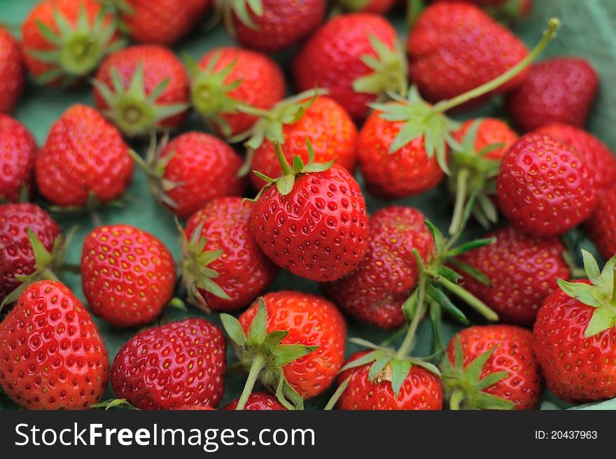 Healthy and nutritious freshly picked red strawberries commonly used in desserts. Healthy and nutritious freshly picked red strawberries commonly used in desserts.