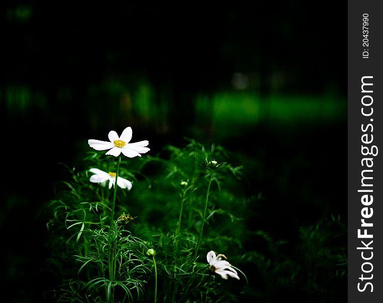 High light daisy and grass with dark background