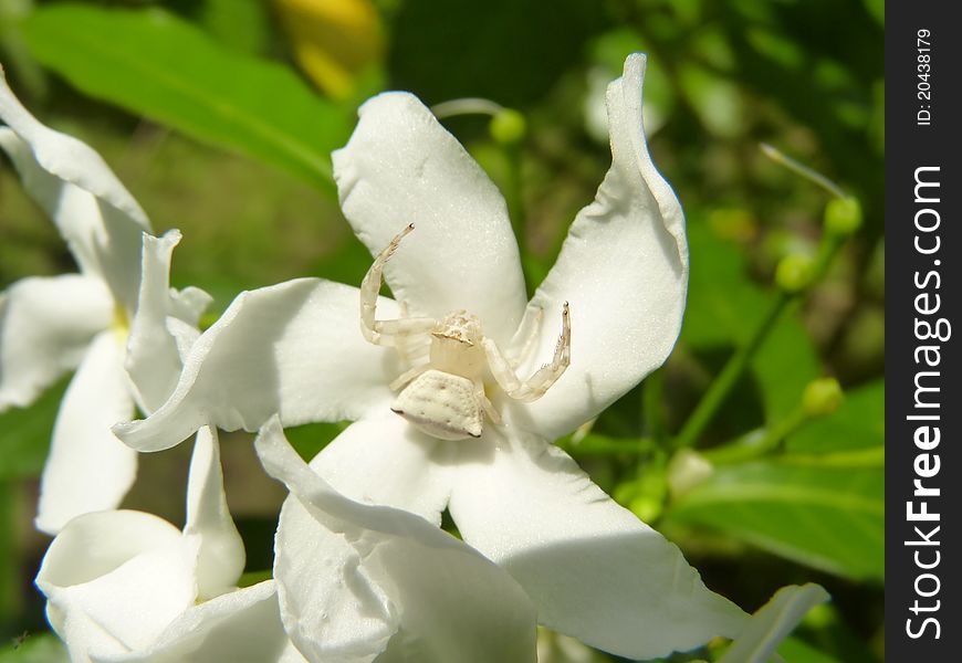 a spider adept in Camouflage of a white flower. a spider adept in Camouflage of a white flower